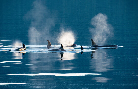 Pod of Killer whales swimming on the surface of tranquil blue water