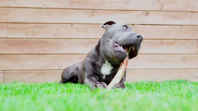 Dog chewing on a bone. Pretty blue puppy is playful and active!