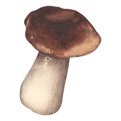 Edible mushroom with a brown cap. Forest harvest. Watercolor botanical illustration. Ingredient in the recipe. Isolated white background