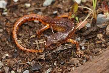 Closeup on a male of the North-Californian Ensatina escholtzii picta salamander in defensive posure