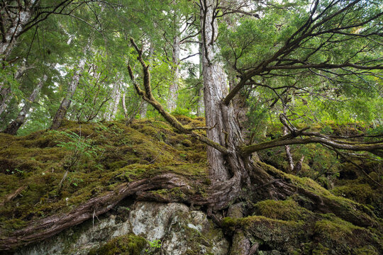 Sitka spruce tree (Picea sitchensis) with root system in rock and moss, on a trail to Lake Eva; Inside Passage, Alaska, United States of America
