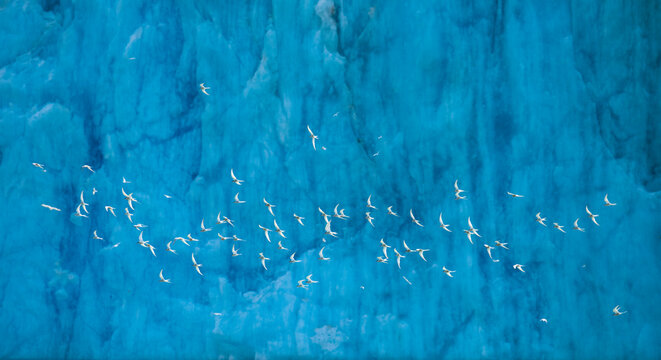 Arctic terns (Sterna paradisaea) fly past the face of Dawes Glacier, Endicott Arm, Fords Terror Wilderness Area in Alaska, USA; Inside Passage, Alaska, United States of America