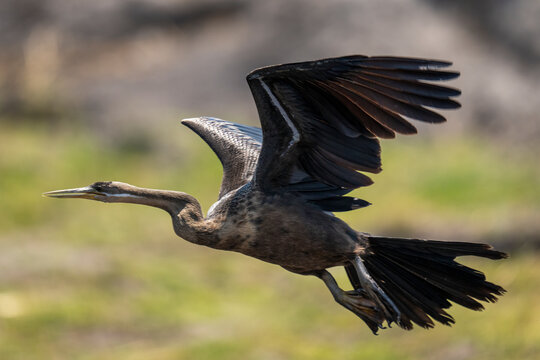 African darter (Anhinga rufa) flies over grass in sunshine, Chobe National Park; Chobe, Botswana