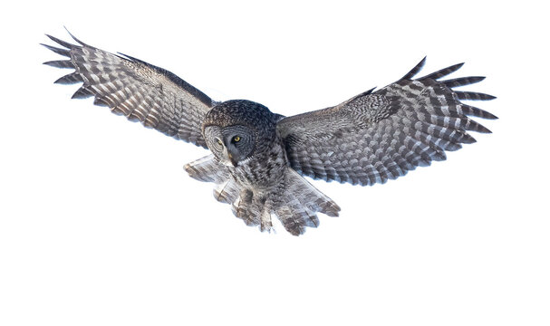 Owl with grey and white plumage in flight on a white background; Alaska, United States of America