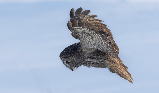 Owl looking down while in flight; Alaska, United States of America