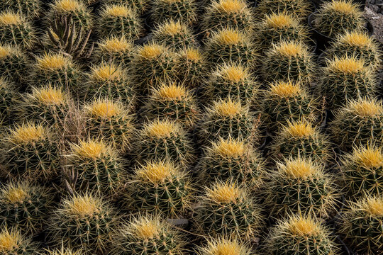 Close-up of prickly cactus plants growing in rows; Matehuala, Mexico