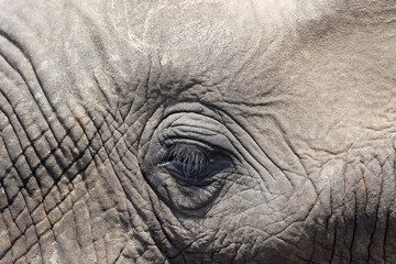 Close-up of a Large Elephant in Kruger National Park