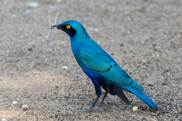 Greater Blue-eared Starling (Lamprotornis chalybaeus) (Groot-blouoorglansspreeu) in Kruger National Park