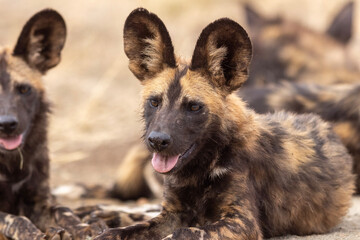 African Wild Dog (painted dog) (Lycaon pictus) in Kruger National Park