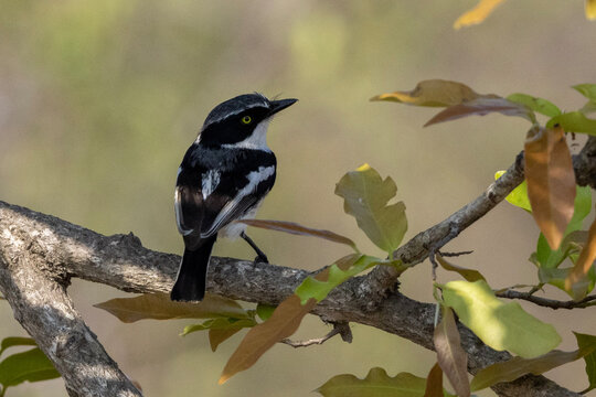 Chinspot Batis (Batis molitor) (Witliesbosbontrokkie) in the Kruger National Park