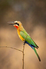 White-fronted bee-eater (Merops bullockoides)(Rooikeelbyvreter) in Kruger National Park