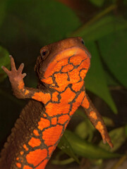 Ventral closeup on the striking but typical ed belly of the endangered Vietnamese Tam-Dao warty newt, Paramesotriton deloustali