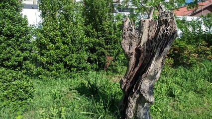 An old dried olive tree without branches and tops in a park in Lisbon