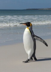 Fototapeta premium King Penguin