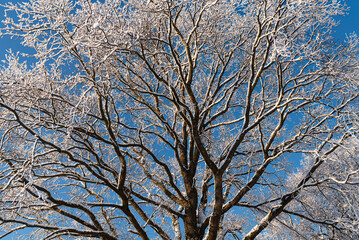 Drzewo pokryte śniegiem na tle zimowego nieba - obrazy, fototapety, plakaty