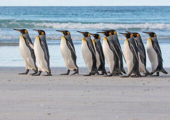 Obraz premium King Penguin Flock