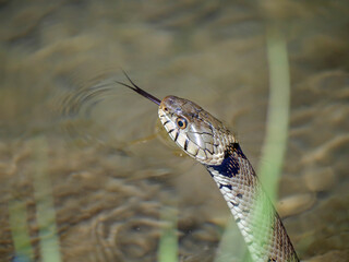 Ringelnatter (Natrix natrix)