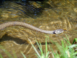 Ringelnatter (Natrix natrix)