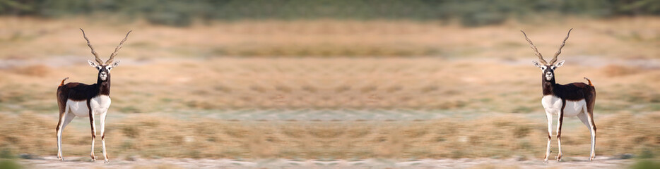 Beautiful wall mounting of Blackbuck animal. Banner of Blackbuck with blank space for ceremony or function. Blackbuck of bishnoi village in Rajasthan. Rare animal photo for magazine or book cover.