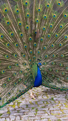Obraz premium Portrait of a peacock with feathers out in the park.
