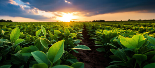 A field of green soy plants with a sunset in the background. WIde angle view. - obrazy, fototapety, plakaty