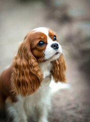 cavalier king charles spaniel