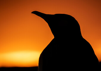 King Penguin Silhouette