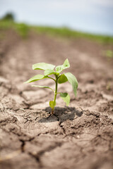 Sunflower sprouts through dry ground, cracked earth from drought.
