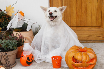 Trick or treat! Spooky dog ghost at front of house with Jack o lantern pumpkin, spiders web and...