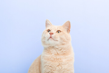 Portrait of a cute fluffy ginger cat on a lilac background.