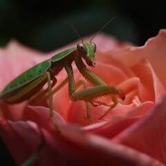 Close up gafanhoto inseto em flor louva-deus macro