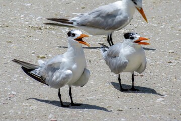 Screaming Least Terns