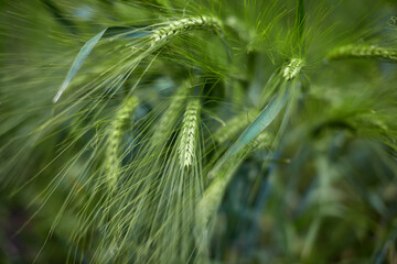 Stalks of green young barley.