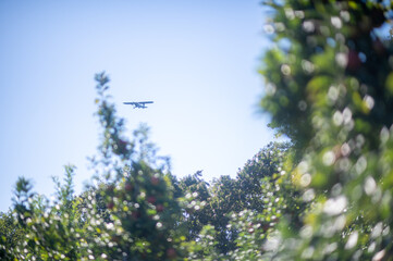 Small airplane over the apple orchard