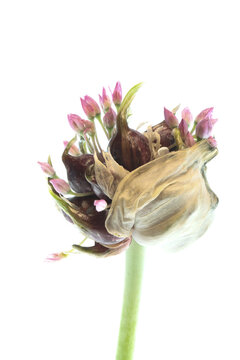 Die aufgeplatzte Spatha einer  Knoblauchknolle gibt die Sicht auf die Bulbillen frei, die keimen und kleine Bl&uuml;ten ausbilden.