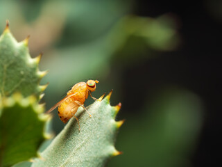 Drosophila melanogaster