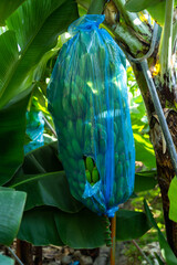Tourist footpath through a small banana plantation in Funchal area on Madeira,Portugal