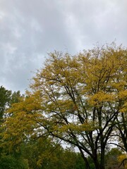 autumn trees in the park