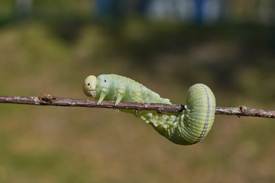 The large birch sawfly, or birch leaf&ndash;gnawer (Lat. Cimbex femoratus). The larva is very similar to a butterfly caterpillar (false caterpillar). It feeds exclusively on birch leaves.