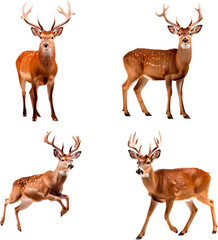 Deer (Standing front, Standing Side, Jumping, Walking)