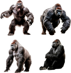 Gorilla (Agresive, Running, Standing, Sitting)