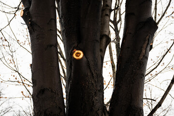 Big tree without leaves, winter season.