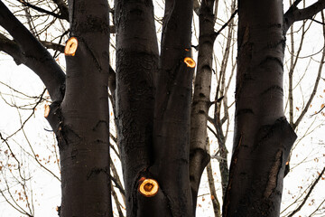 Big tree without leaves, winter season.