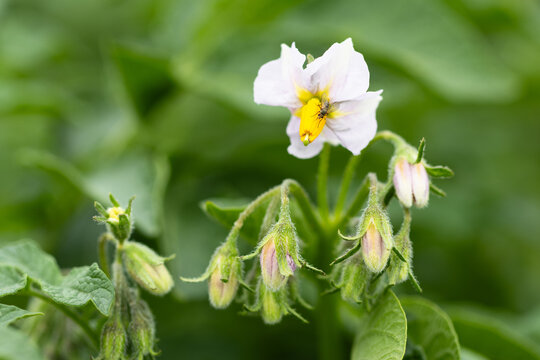 Die Blüte einer Kartoffelpflanze blüht auf einem Feld vor unscharfem Hintergrund. Eine Fliege sitzt auf der Blüte.