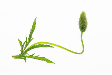 Die Knospe einer Klatschmohnblüte windet sich elegant nach oben.
