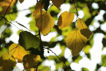 autumn leaves on the tree