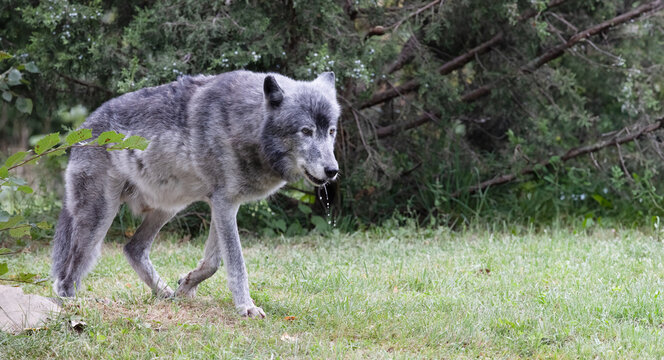 Timber Wolf with Drool on Muzzle.  Stunning Canis lupus Wildlife Image in Natural Habitat.  Wildlife Photography. 