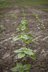 Sunflowers sprout through the dry ground