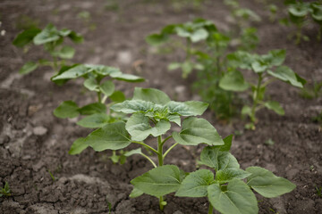 Sunflowers sprout through the dry ground