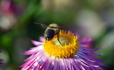 Biene auf einer Garten-Strohblume